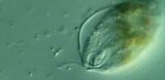 Anisonema acinus