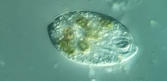 Anisonema acinus