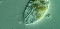 Anisonema acinus