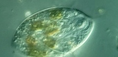 Anisonema acinus