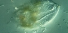 Anisonema acinus