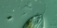 Anisonema acinus