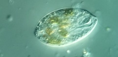 Anisonema acinus