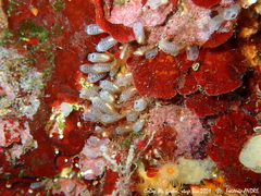 Pycnoclavella atlantica