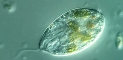 Anisonema acinus