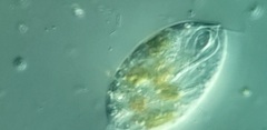 Anisonema acinus