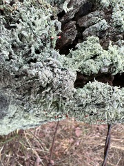 Cladonia ravenelii