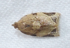 Neocalyptis affinisana