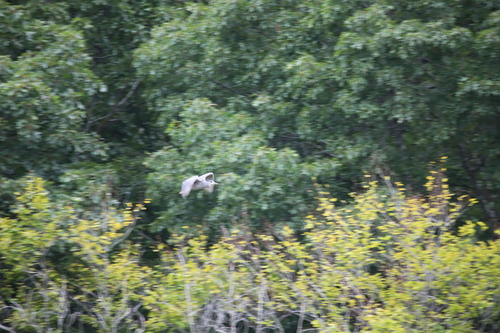 Black-crowned Night Heron photographed in Connecticut