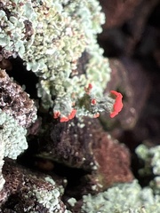 Cladonia ravenelii