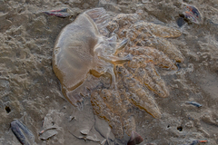Catostylus tagi