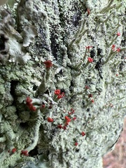 Cladonia ravenelii
