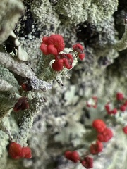 Cladonia ravenelii