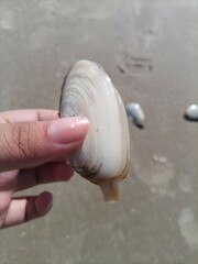 Amarilladesma mactroides