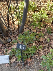 Penstemon pseudospectabilis