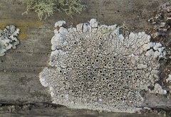 Pseudothelomma occidentale