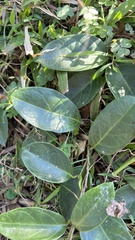 Parsonsia alboflavescens