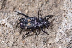 Clinterocera scabrosa