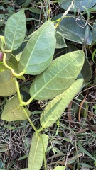 Parsonsia alboflavescens