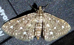 Metoeca nymphulalis