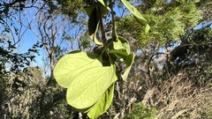 Parsonsia alboflavescens