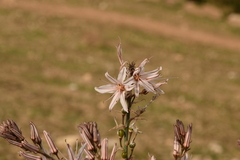 Asphodelus ramosus