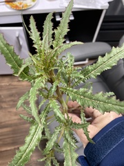 Eulobus californicus