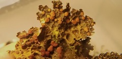 Lobaria anthraspis
