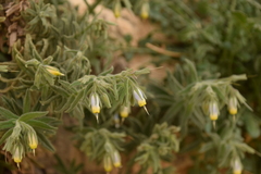 Podonosma orientalis