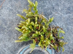 Bryoandersonia