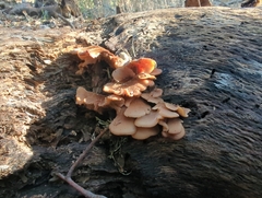 Phyllotopsis nidulans