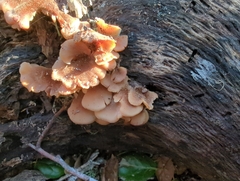 Phyllotopsis nidulans