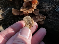 Phyllotopsis nidulans