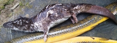 Giant Otter Shrew photo 2