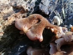 Phyllotopsis nidulans