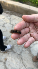 Lepidoptera