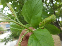 Podosphaera leucotricha