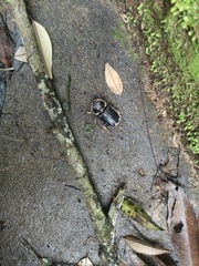 Trichogomphus mongol