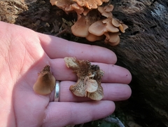 Phyllotopsis nidulans