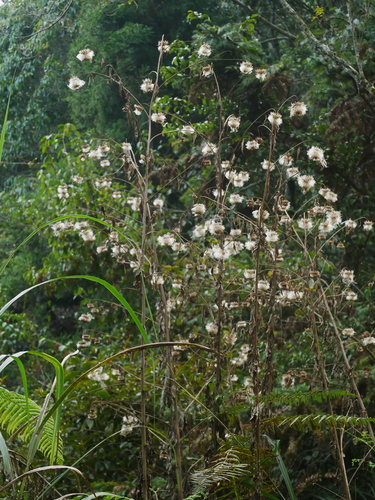 Jurinea deltoidea, photograph 3