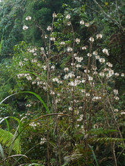 Jurinea deltoidea, photograph Jacy Chen, CC BY, iNaturalist via GBIF