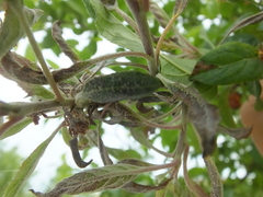 Podosphaera leucotricha