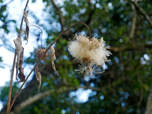 Jurinea deltoidea, photograph 2