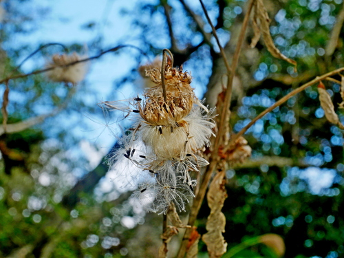 Jurinea deltoidea, photograph 4