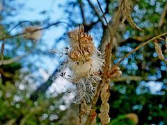 Jurinea deltoidea, photograph Jacy Chen, CC BY, iNaturalist via GBIF