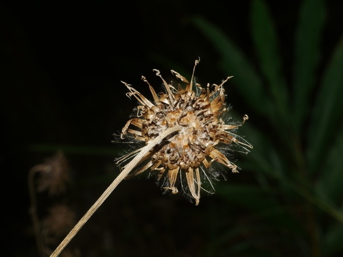 Jurinea deltoidea, photograph 5