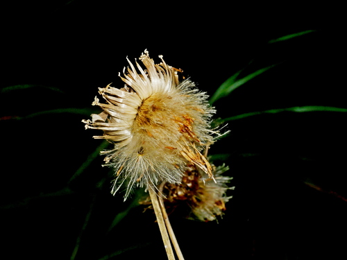 Jurinea deltoidea, photograph 6