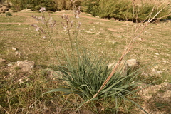 Asphodelus ramosus