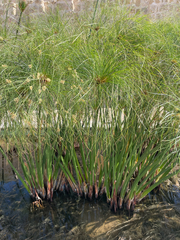 Cyperus papyrus