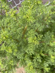 Oncosiphon pilulifer